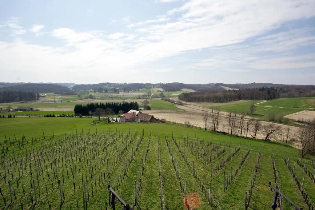Vinogradne vrste nad dolino pod domačijo Tompa